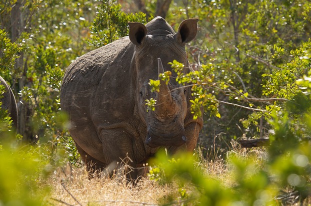 RHINO