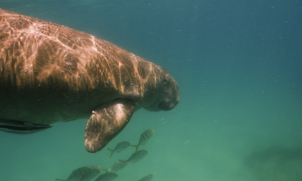 A dugong is photographed during an operation to tag a group of dugongs in the Western Indian Ocean. Kenya and other east African countries are home to a wide range of oceanic and littoral species, some of which can be found in Kenya's four Marine national parks. Photo is a screen grab of video supplied by African Parks.